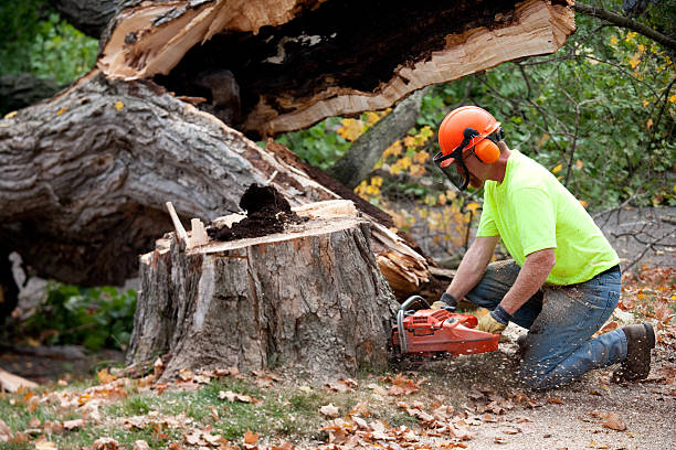 Best Lawn Grading and Leveling  in Hauppauge, NY